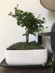 Ficus2-Aug13.jpg