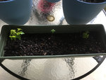 SmallSeedlings-Aug13.jpg