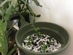 FukienCuttings-Aug24th.jpg