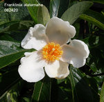 Franklinia posted 082420.JPG