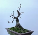 20191214_04_bonsai_ivy_01.jpg