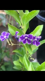 duranta flowers.jpg