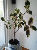 ficus elastica.JPG