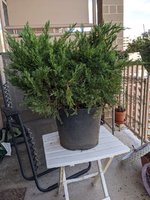 Parsons_juniper.jpg