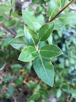 20201018_01_bonsai_buckthorn.jpeg