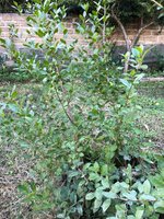 20201018_02_bonsai_buckthorn.jpeg