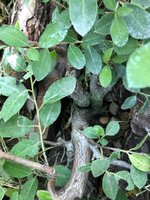 20201018_03_bonsai_buckthorn.jpeg