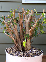 Ficus May 2017.JPG