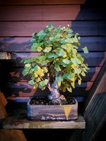 Late October Ginko slipping into fall.jpg