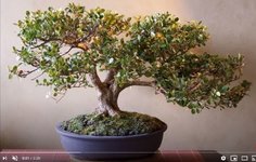 CLO Bonsai Example.JPG