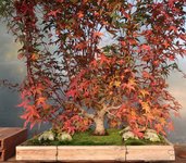 acer palmatum beni tsukasa 2020 11 03 001.JPG