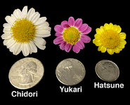 CULTIVARS.JPG