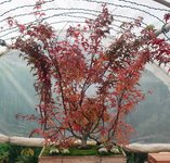 acer palmatum beni tsukasa 2020 11 09 001.JPG