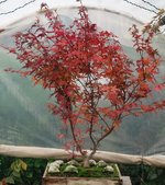 acer palmatum beni chidori 2020 11 09 001.JPG