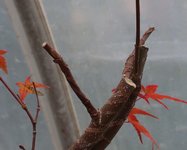 acer palmatum beni chidori 2020 11 09 003.JPG