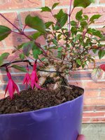 fuchsia aut20.jpg