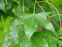 Shantung Maple ID pic.JPG