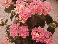 lantana 11-17.jpg