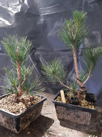 japanese-black-pine-from-seed-05.jpg