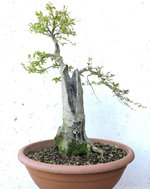 20201115_01_bonsai_privet_03a.jpg