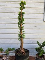 bald cypress 2018.jpg