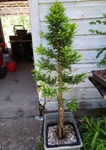 bald cypress 2019.jpg