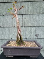 bald cypress 2020.jpg