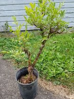 chinese elm 2018.jpg