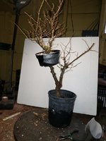 chinese elm 2019.jpg