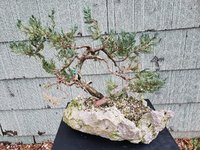 juniper on rock 2020.jpg