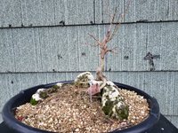 trident maple 2020.jpg