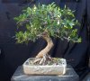 ficus-3.jpg