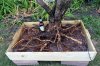 honeysuckle1-roots-in-box-s.jpg