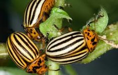 Colorado Potato Beetle | UNH Extension