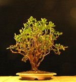 crassula01_201204c.jpg