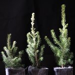 Ezo Spruce 004.jpg