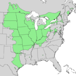 Quercus_macrocarpa_range_map_1.png