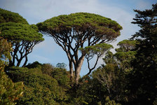 Italian Stone Pine.JPG