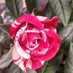 candy cane rose.jpg