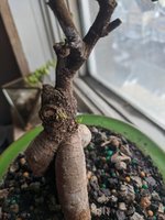 IMG_20201219_150714.jpg
