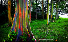 rainbow forest.JPG