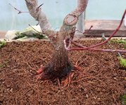 acer palmatum beni chidori 2020 12 22 002.JPG