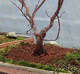 acer palmatum beni chidori 2020 12 22 001.JPG