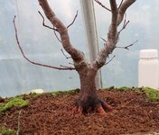 acer palmatum beni chidori 2020 12 22 003.JPG