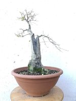 20201229_01_bonsai_privet_03.jpeg