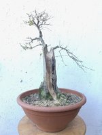 20201229_02_bonsai_privet_03.jpeg