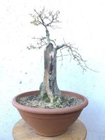 20201229_03_bonsai_privet_03.jpeg