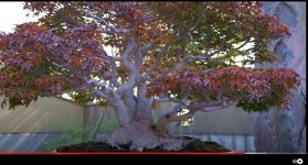 acer palmatum shishi01.jpg