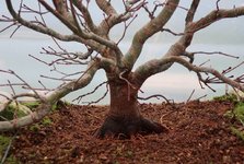 acer palmatum beni tsukasa 2021 01 05 005.JPG