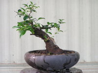 bonsai.91109 025.jpg